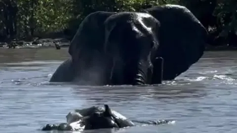 CLIP: Màn chạm trán kịch tính của voi và hà mã