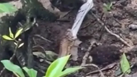 CLIP: Kinh hãi trước khoảnh khắc rắn hổ mang chúa nuốt trăn gấm