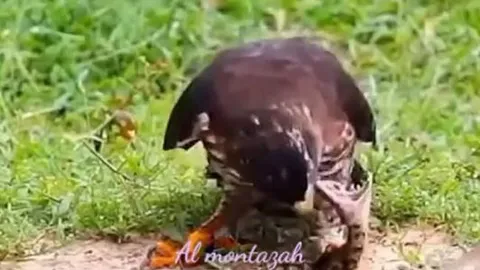 CLIP: Đụng độ diều hâu, rắn độc bị kẻ địch moi mắt không thương tiếc