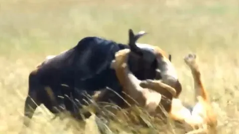 CLIP: Sư tử ẩn nấp tài tình, tóm gọn linh dương đầu bò dễ dàng