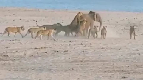 CLIP: Bị 14 con sư tử cắn xé, voi đơn độc vẫn khiến chúa tể đồng cỏ 'ôm hận'