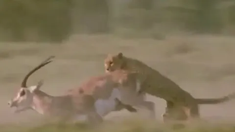 CLIP: Truy sát linh dương, báo săn bị con mồi húc cho trọng thương