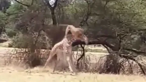 CLIP: Sư tử 'tung chiêu', hạ gục hươu cao cổ trong chớp mắt