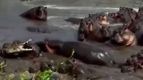CLIP: Rơi vào vòng vây của hơn 30 con hà mã, cá sấu nhận cái kết tan xương nát thịt