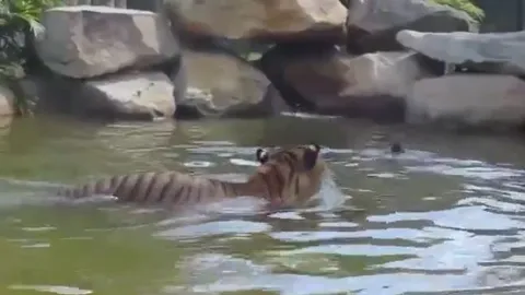 CLIP: Lao xuống nước săn vịt, hổ bị con mồi biến thành trò hề