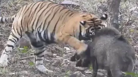 CLIP: 'Rơi vào tay' hổ, lợn rừng nhận cái kết ai cũng đoán được