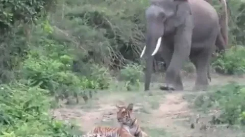 CLIP: Đang nằm nghĩ ngơi, hổ bỗng làm ra hành động vô cùng xấu hổ khi voi xuất hiện