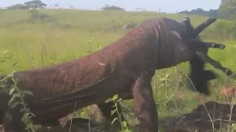 CLIP: Ớn lạnh trước cảnh rồng Komodo mukbang dê núi