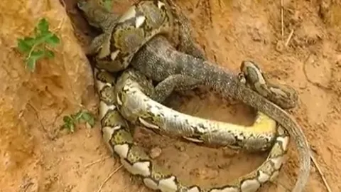 CLIP: Màn tử chiến kịch tính của trăn gấm và rồng Komodo