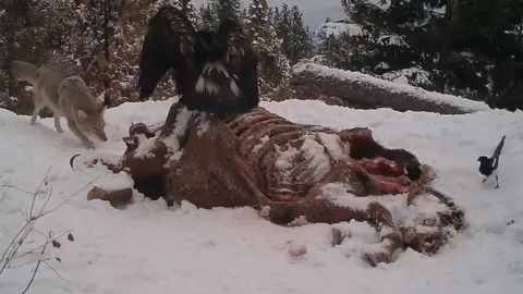 CLIP: Cuộc chiến giành mồi đầy gay cấn giữa đại bàng vàng và chó sói 