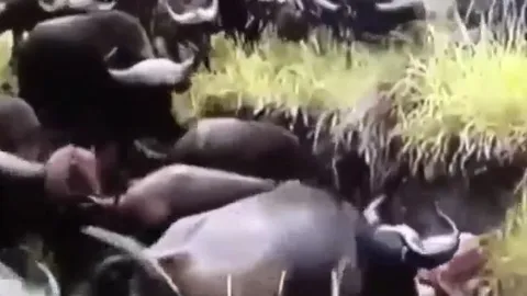 CLIP: Giết hại nghé con, sư tử bị đàn trâu rừng tấn công đến chết