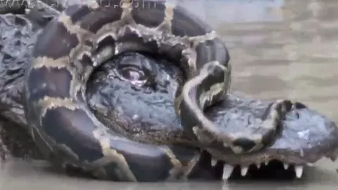 CLIP: Màn đại chiến bất phân thắng bại của cá sấu và trăn