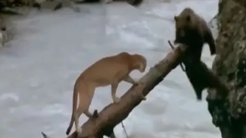 CLIP: Đang truy sát gấu con, báo sư tử bỗng co giò bỏ chạy khi con vật này xuất hiện