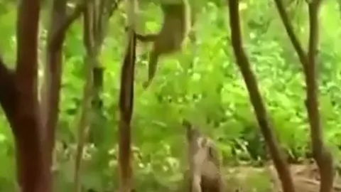 CLIP: Khỉ dở bài nhây, chọc đàn hổ nổi điên nhưng cái kết mới gây chú ý