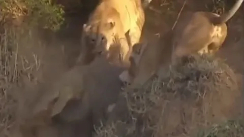 CLIP: Rủ nhau sau cá sấu, đàn sư tử nhận cái kết bẽ mặt