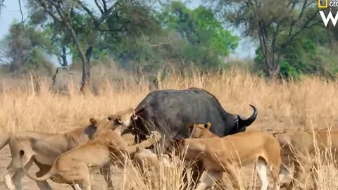 CLIP: Đi săn trâu rừng, sư tử bị con mồi húc cho tan xương nát thịt