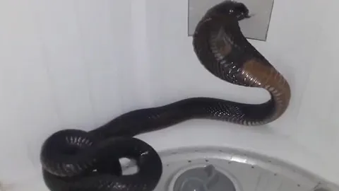 CLIP: Gia chủ kinh hãi khi phát hiện rắn hổ mang chúa trong máy giặt