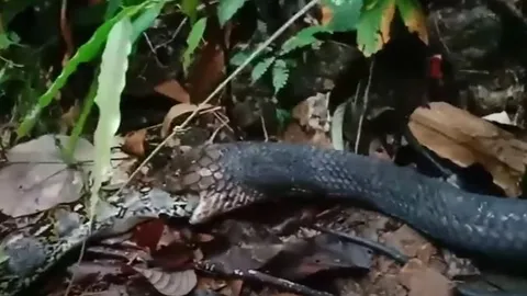 CLIP: Rắn hổ mang chúa 'tiêm' nọc độc cho trăn rồi từ từ mukbang con mồi