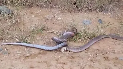 CLIP: Mãn nhãn trước màn tử chiến của con rắn hổ mang chúa