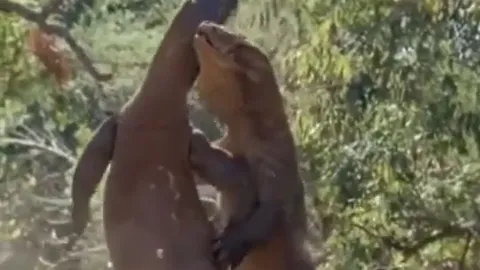 CLIP: 'Nghẹt thở' xem màn tử chiến giành bạn tình của rồng Komodo