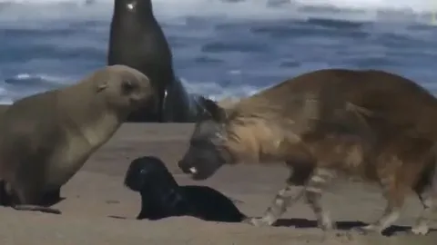 CLIP: Mò ra bờ biển săn hải cẩu con, linh cẩu nâu liền bị phụ huynh của con mồi đe dọa và cái kết
