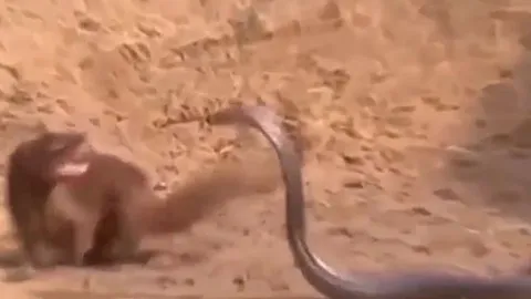 CLIP: Chủ động tấn công cầy Mangut, rắn hổ mang chúa nhận cái kết bi thảm