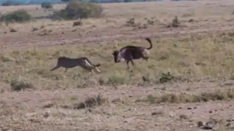CLIP: Đi săn linh dương đầu bò, báo săn con mồi làm cho bẽ mặt