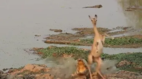 CLIP: Cá sấu tóm linh dương Impala khi đang uống nước và cái kết khó ngờ