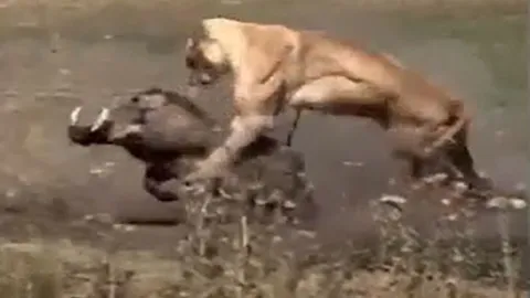 CLIP: Bị sư tử truy sát, lợn bướu có màn 'bẻ lái' cực ngầu khiến chúa tể đồng cỏ 'ôm hận'