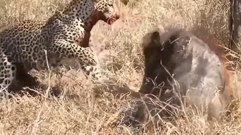 CLIP: Đang mukbang lợn bướu, con mồi bỗng vùng dậy phản đòn và pha ứng xử 'cao tay' của báo hoa mai