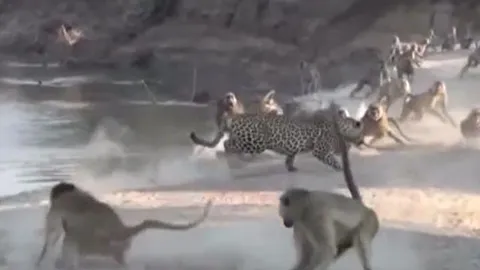 CLIP: Rơi vào vòng vây của đàn khỉ đầu chó, báo hoa mai vội vã bỏ chạy thoát thân