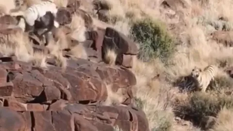 CLIP: Đụng độ khỉ đầu chó, hổ trắng bị tát không trượt phát nào