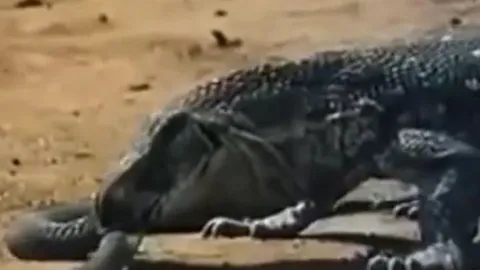 CLIP: Kỳ đà tóm gọn rắn hổ mang và ăn thịt con mồi khiến cầy Mangut sợ hãi