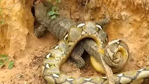 CLIP: Bị trăn siết chặt rồi chuẩn bị ăn thịt, kỳ đà bỗng thoát chết ngoạn mục nhờ 'vị cứu tinh' đặc biệt