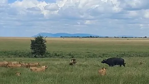 CLIP: Bị hàng chục con sư tử bao vây, trâu rừng vẫn có màn chống trả cực gắt