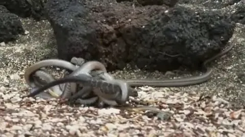 CLIP: Rơi vào vòng vây của hàng trăm con rắn, kỳ nhông vẫn thoát chết ngoạn mục