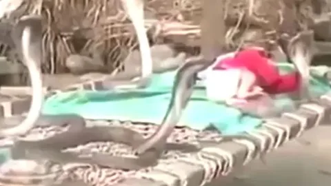 CLIP: 'Ớn lạnh' trước khoảnh khắc em bé sơ sinh thoải mái nằm chơi với 4 con rắn hổ mang 'khủng'