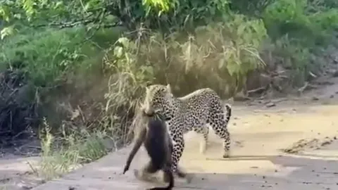 CLIP: Màn giằng co quyết liệt giữa báo đốm và khỉ đầu chó