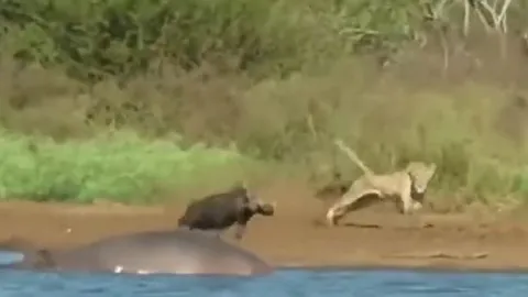 CLIP: Đang tắm bùn, lợn bướu bỗng bị sư tử truy sát và cái kết khó tin