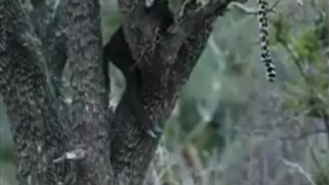 CLIP: Trâu rừng truy sát báo hoa mai để đòi lại xác con non