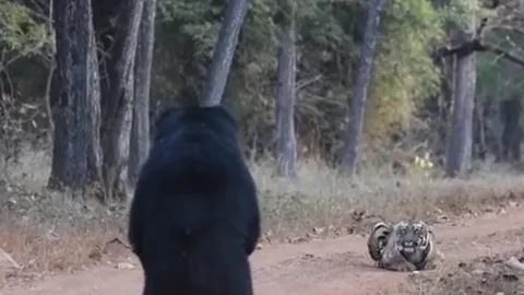 CLIP: Đụng độ gấu lợn, hổ làm ra hành động khiến người xem 'ngã ngửa'