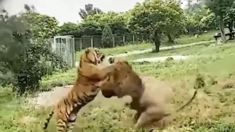 CLIP: Kinh hãi trước màn hỗn chiến của hổ với sư tử và kết quả gay cấn phía sau