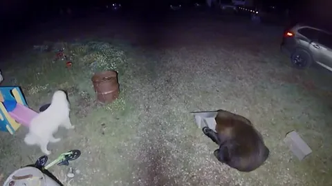 CLIP: Nửa đêm gấu lẻn vào sân, chó nhà liền ra nghênh chiến và cái kết khó ngờ