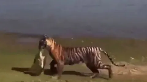 CLIP: Hổ phi thân xuống nước, tóm gọn rùa trong tích tắc