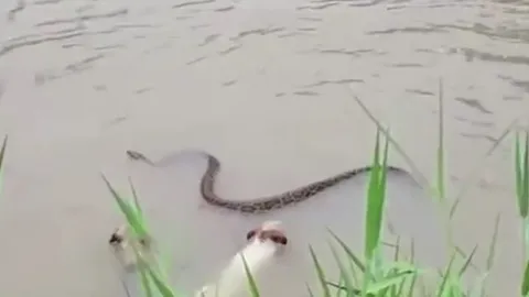 CLIP: Lao xuống nước truy sát trăn gấm, 2 con chó nhà nhận cái kết khó tin