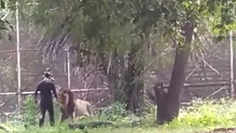 CLIP: Chán đời, nam thanh niên vào chuồng trêu sư tử và cái kết không ai nghĩ là sự thật