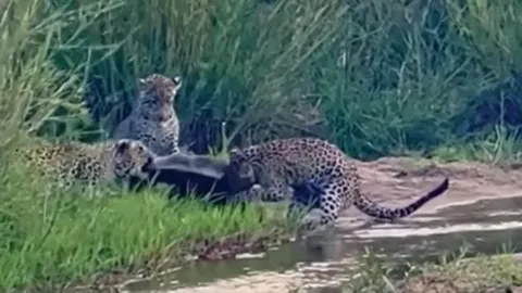 CLIP: Bị ba con báo hoa mai cắn xé, một mình lửng mật cũng đủ làm kẻ đi săn bẽ mặt