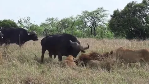 CLIP: Thấy đồng loại bị đàn sư tử 'xẻ thịt', trâu rừng lao lại giải cứu và cái kết