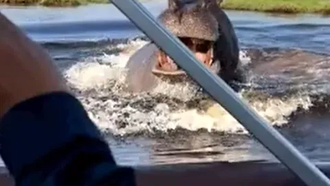 CLIP: Hà mã điên cuồng đuổi theo thuyền của du khách và cái kết 'đau tim'