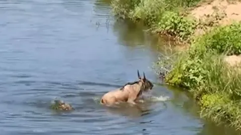 CLIP: Bị cá sấu cắn trúng chân, linh dương đầu bò có cái kết khó tin